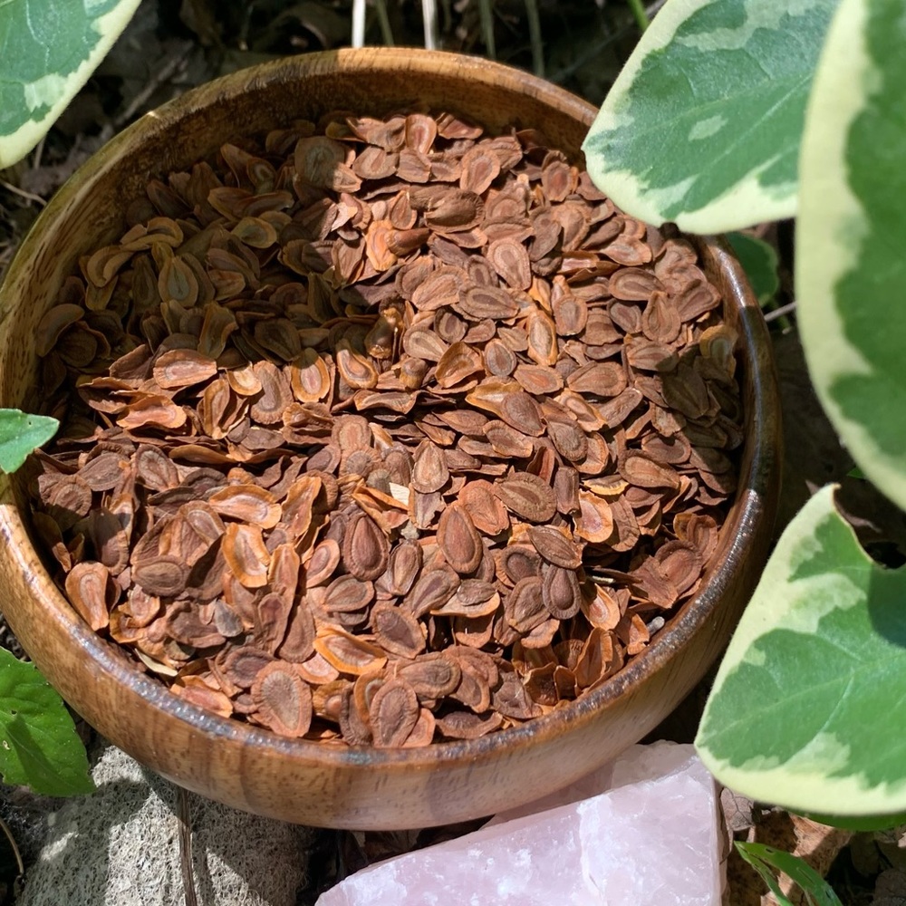 Common Milkweed -organic milkweed seeds